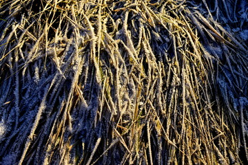 frost covered the dry grass in winter