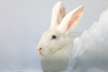 portrait of a white rabbit in winter