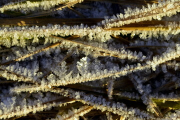 frost covered the dry grass in winter