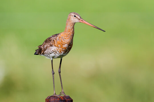 Black-tailed Godwit (Limosa Limosa) standing in the meadows near Rosmalen in the Netherlands
