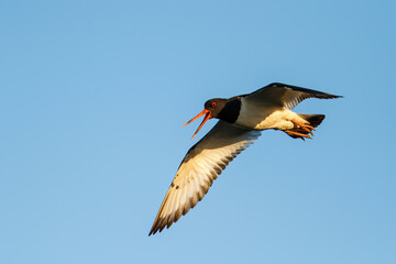 Eurasian oystercatcher (Haematopus ostralegus) flying in a blue sky in springtime in the Netherlands