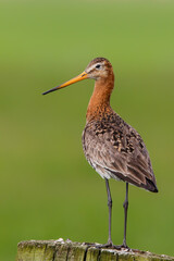 Black-tailed Godwit (Limosa Limosa) standing in the meadows near Rosmalen in the Netherlands