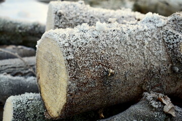 frost on felled trees in the forest