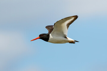 Eurasian oystercatcher (Haematopus ostralegus) flying in a blue sky in springtime in the Netherlands