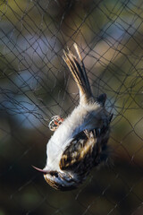 Eurasian Treecreeper