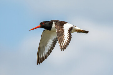 Eurasian oystercatcher (Haematopus ostralegus) flying in a blue sky in springtime in the Netherlands