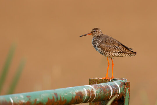 common redshank or simply redshank (Tringa totanus) sitting on a fench in the meadows of Rosmalen in the Netherlands. Copy space.