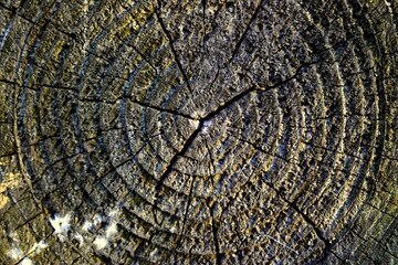 old log with cracks and rings