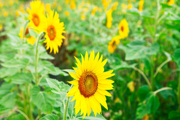 Sunflower in bloom . Agricultural cultivated plantation