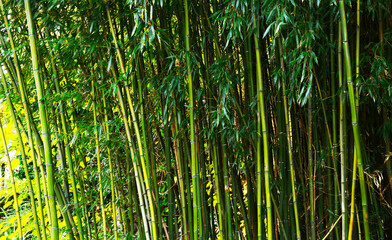 green bamboo tree in a garden