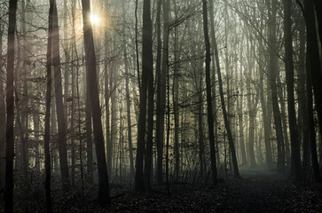 Fototapeta premium Winterwald