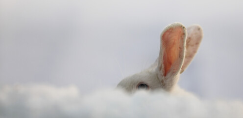 white rabbit ears in winter