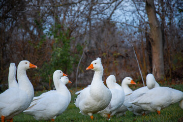 Group of geese