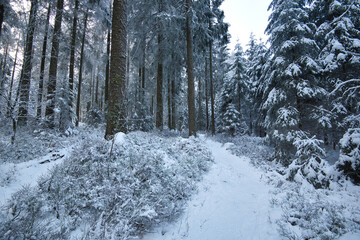 Winterwald in den Vogesen auf dem Champ du feu