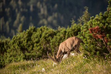 Young alpine ibex (Capra ibex) at Benediktenwand mountain, Bavaria, Germany