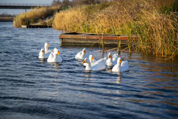 Geese swim in the water