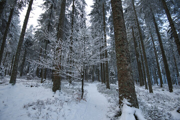 Winterwald in den Vogesen auf dem Champ du feu