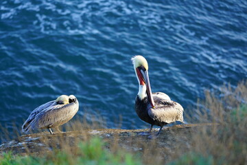 Wild pelican birds by the water in the La Jolla Cove near San Diego, California