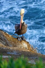 Wild pelican birds by the water in the La Jolla Cove near San Diego, California