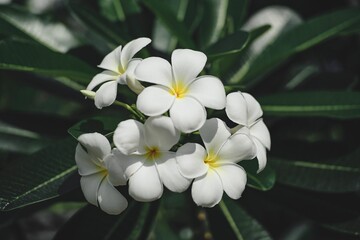 Obraz na płótnie Canvas white plumeria flower blooming
