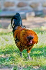 portrait of cock in the grass