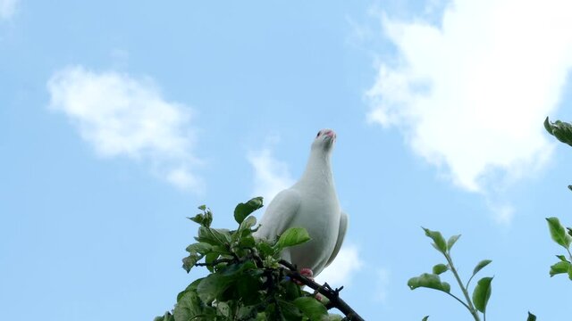 White turtle dove (Streptopelia roseogrisea) sitting on tree branch in 4K VIDEO. Light blue sky background behind the bird.