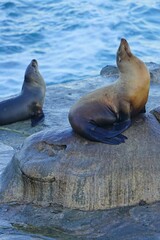 Wild seals on the rocks in La Jolla, California
