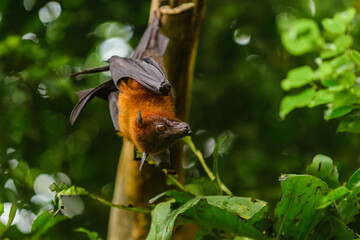 Bright Spearhead Bats.  Lives in South America and they are fruit eaters
