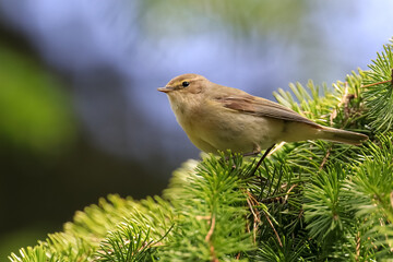 Common Chiffchaff