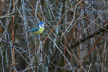 Blue Tit Perched on a Hawthorn branch
