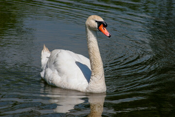 Obraz premium Mute Swan (Cygnus olor) on the River Ouse at Barcombe Mills