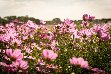 Obraz na płótnie Canvas Pink cosmos flowers garden against warm sunlight with blue sky background
