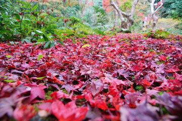 秋、境内の紅葉