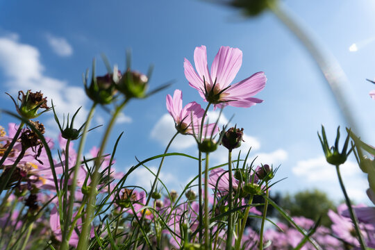 Pink cosmos flowers blooming in the garden wiht blue sky background.