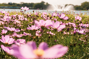 Pink cosmos flowers garden against warm sunlight