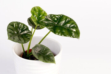 Alocasia Mirror Face potted house plant isolated on white background