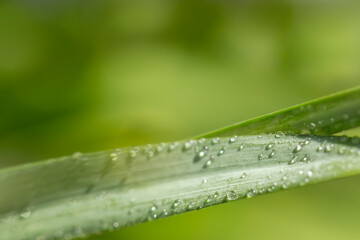 Macro detail of hyacinth leaf with dew drops