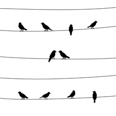 Silhouette of birds on wires