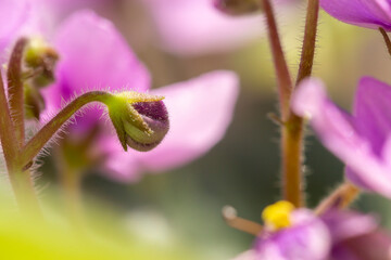 African violet buds
