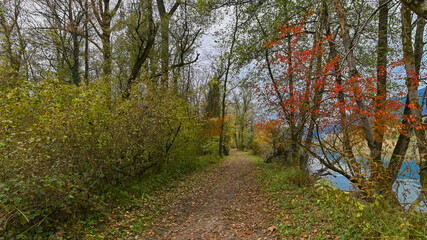 Sentiero che passa attraverso il bosco, in autunno, con suggestivi alberi colorati dei colori dell'autunno. 