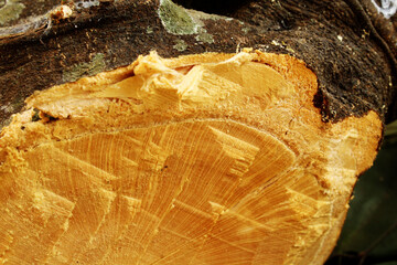 Wood texture of cut tree. Close up.
