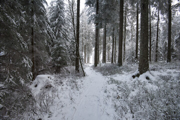 Winterwald in den Vogesen auf dem Champ du feu