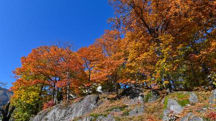 Obraz premium Suggestivo paesaggio autunnale, immerso nei boschi colorati con foglie gialle, arrancioni e rosse. Molto bello. 