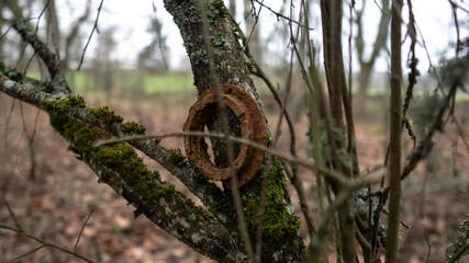 Old rusty iron object in tree