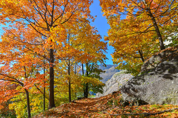 Suggestivo paesaggio autunnale, immerso nei boschi colorati con foglie gialle, arrancioni e rosse. Molto bello. 