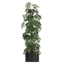 Cannabis in a black pot on a white background	
