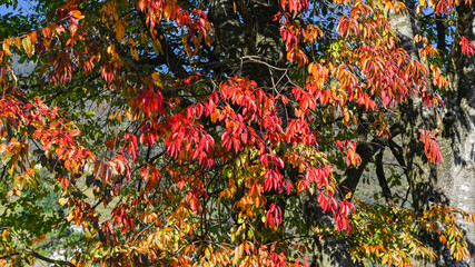Suggestivo tramonto su un prato in autunno, con nuvole colorate di arancione e rosso, con cielo dorato in sottofondo. Immagine molto bella.  © fotonaturali