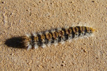 close up of caterpillar: Pine Processionary-Moth (Thaumetopoea pityocampa)