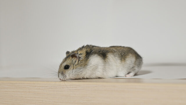 Criceto siberiano, animale domestico, in primo piano 