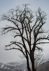 Branches without leaves, cold winter day, frozen rain